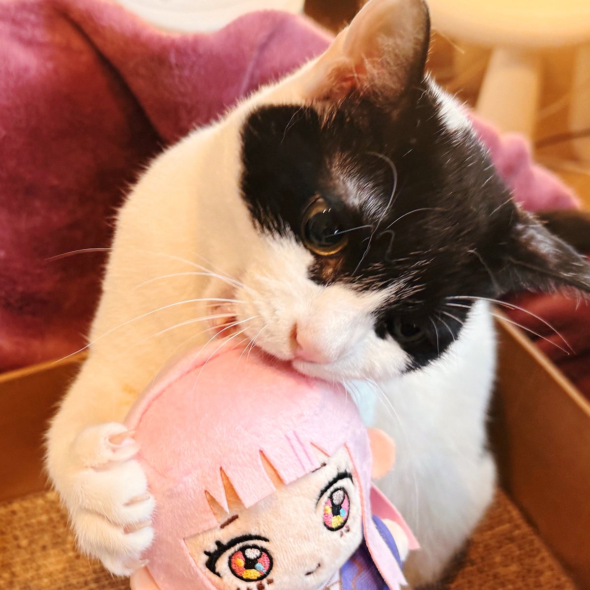 晴川シンタ💫 tweet media