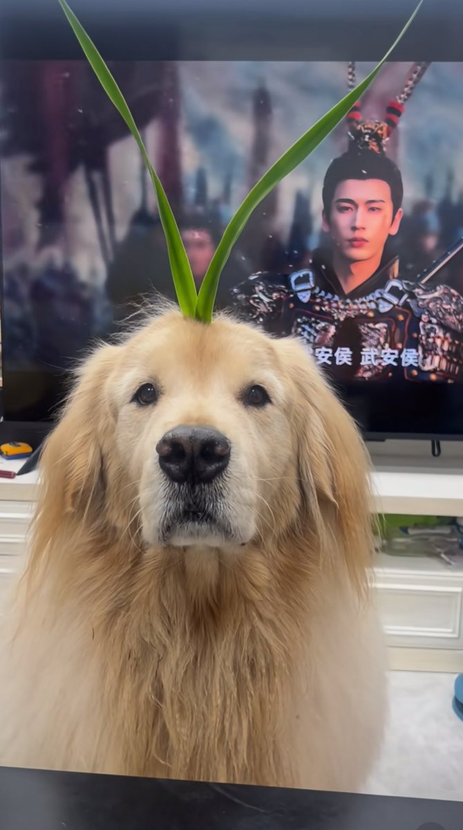 อู่อันโหวตุวนี้น่ารักมากกก 😆