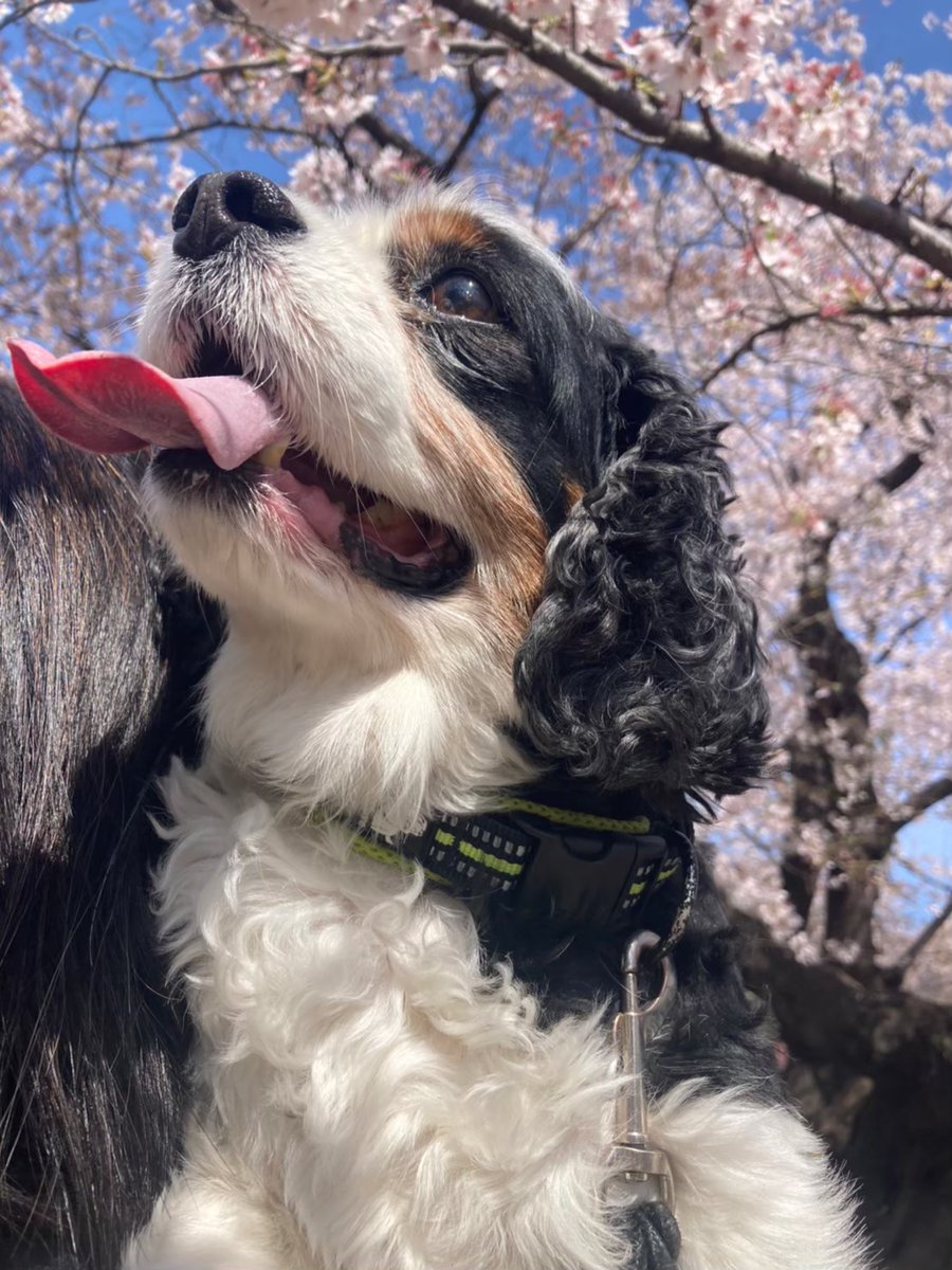 DOSUMIRU　MAMA tweet media