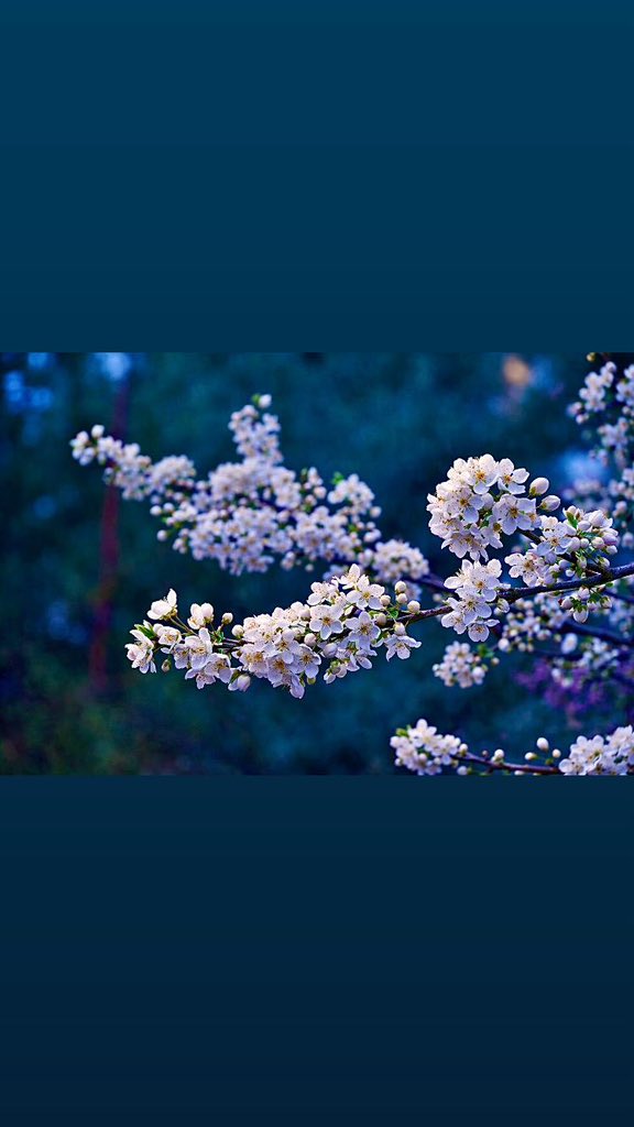 Hayra karşı…..🤲🤲…..
Muhabbetle bakmak…

“…Ne üstün zeka, ne hayal gücü ne de her ikisi beraber, bir dâhi yapmaya yeter. Sevgi, sevgi, sevgi. İşte bu dehanın ta kendisidir…W.A.Mozart…”

Dur … bak… gör… Gülümse lütfen