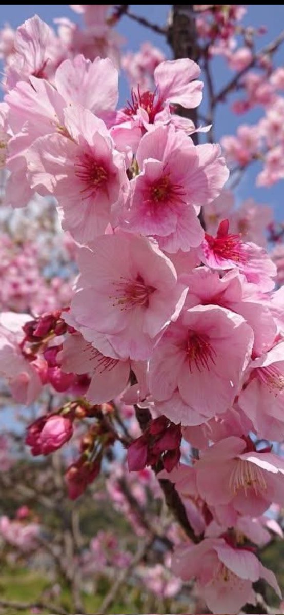 branka nikolić tweet media