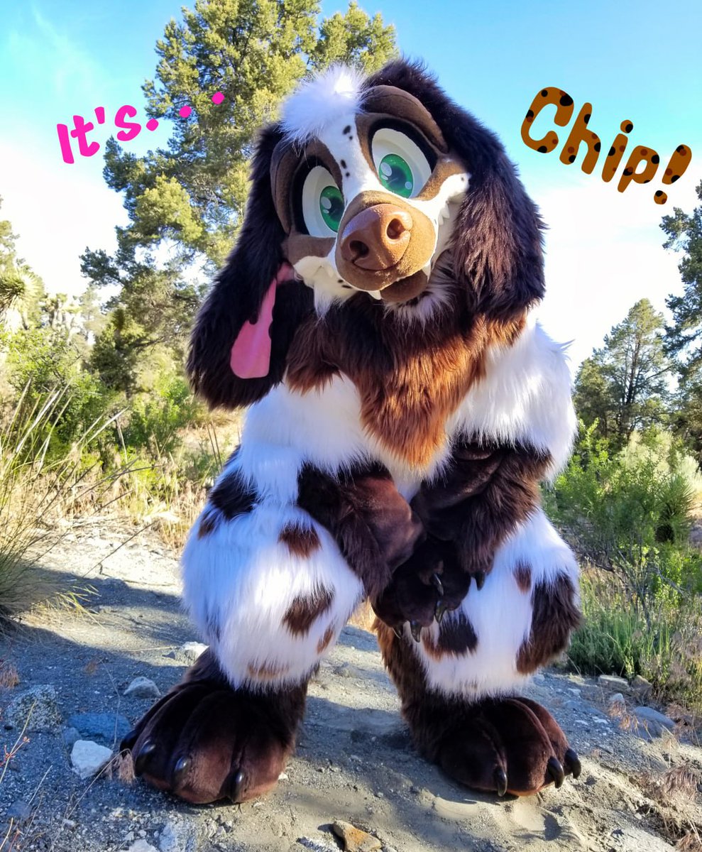 🍪 Chip tweet media