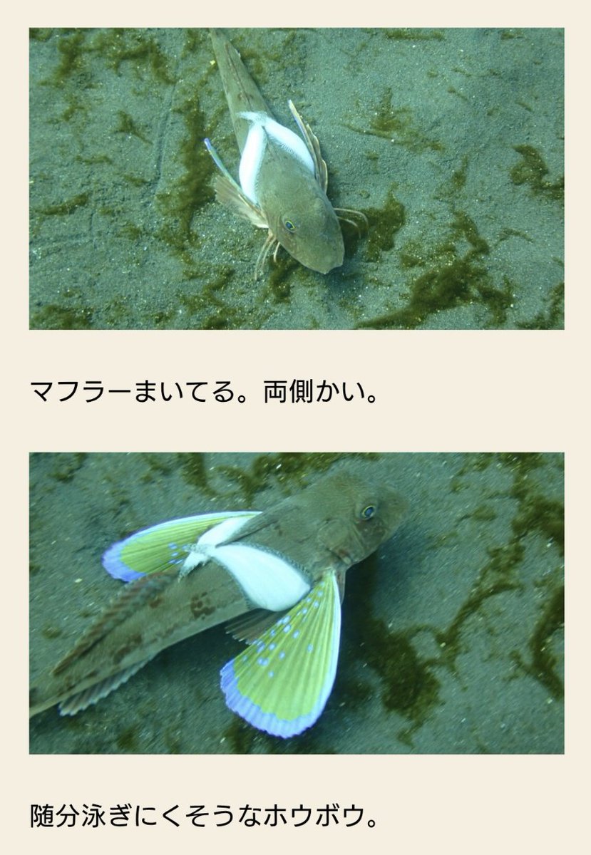 🧠Volvox🧠 tweet media