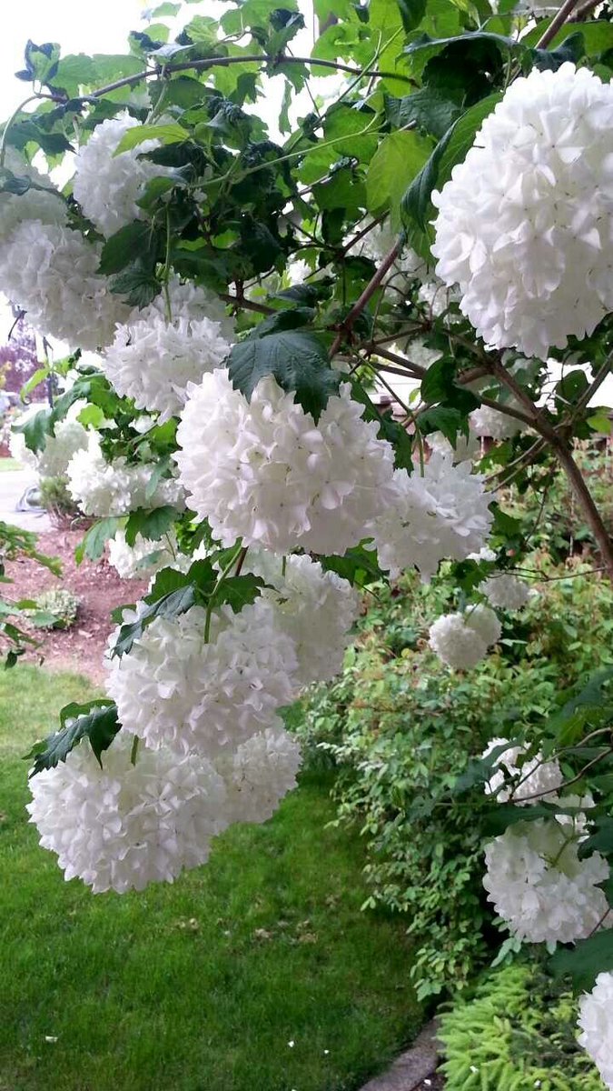 🏵️～𝕁𝕒𝕜𝕠～🌸 tweet media