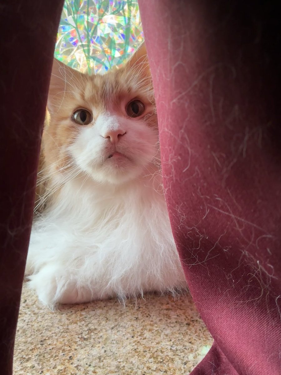 Bread Attorney🍞🍎 tweet media