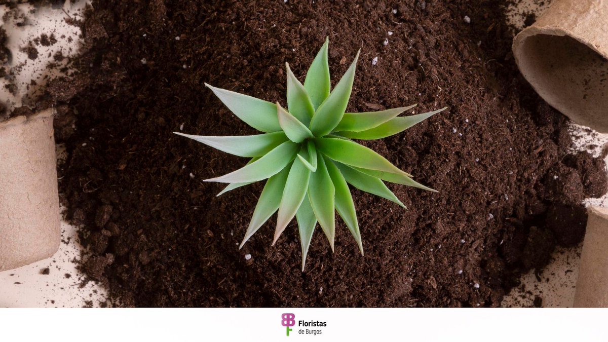 Fiesta de las Flores tweet media