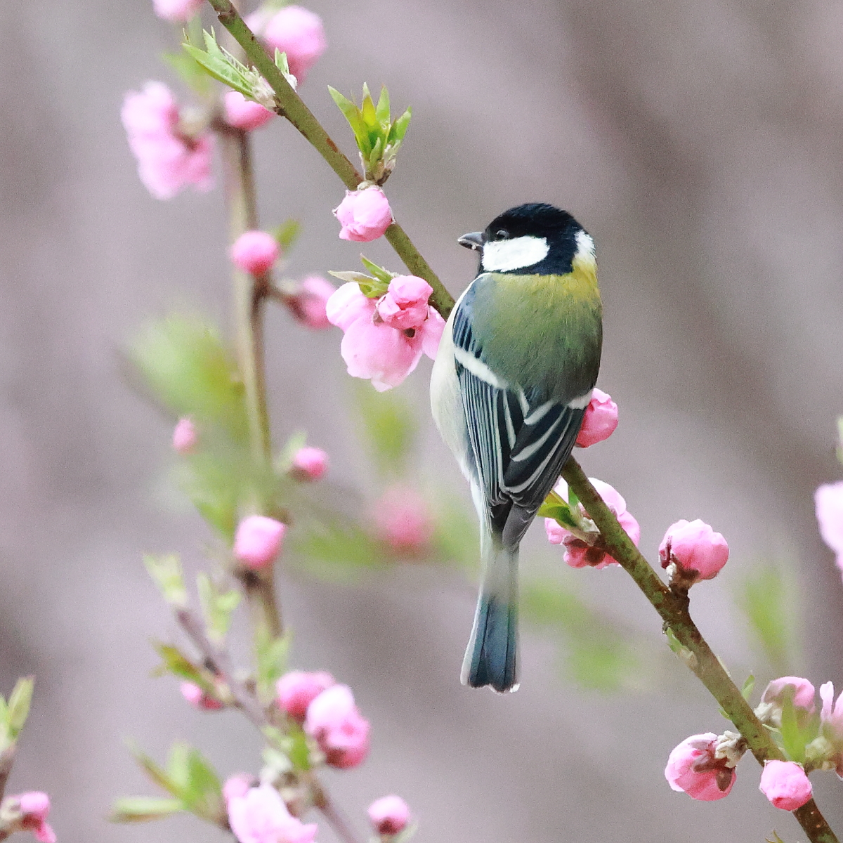 ツルヲ tweet media