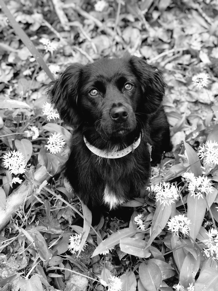 Lissy - Ministerin für Quatschkopfen tweet media