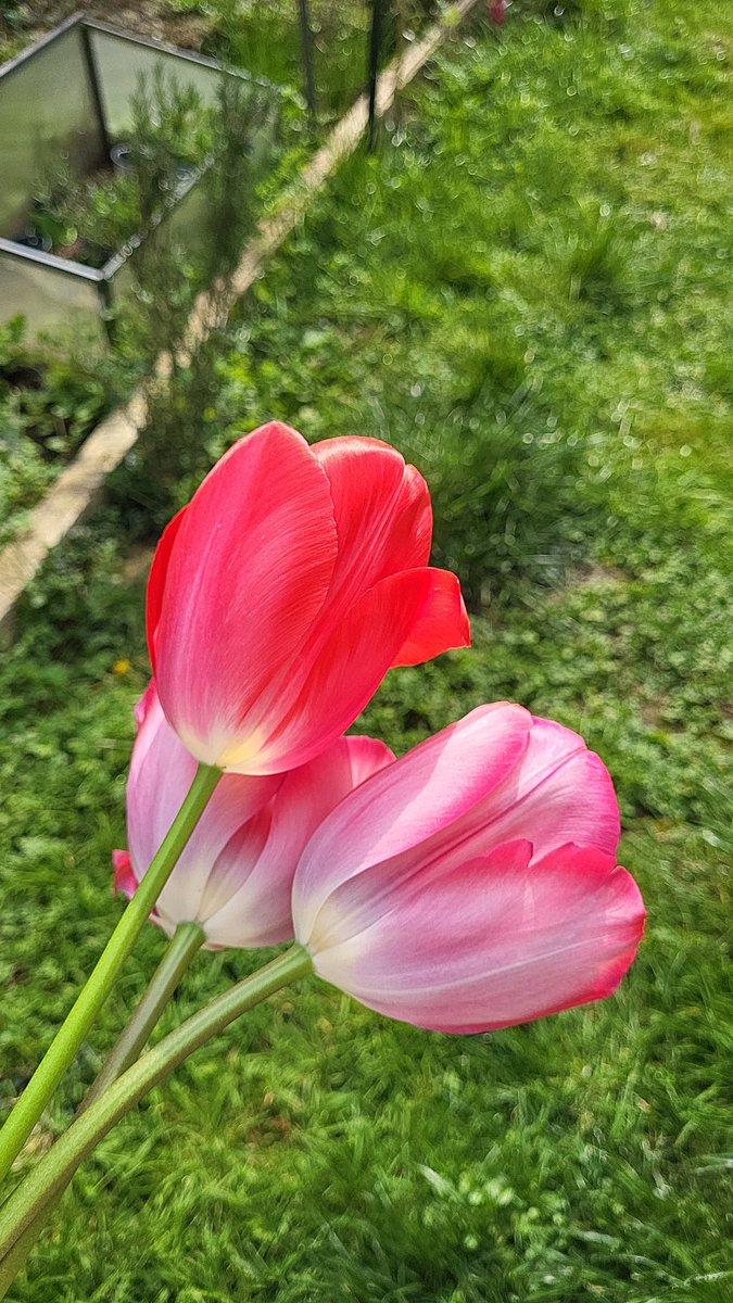 SKN 🇲🇦 tweet media