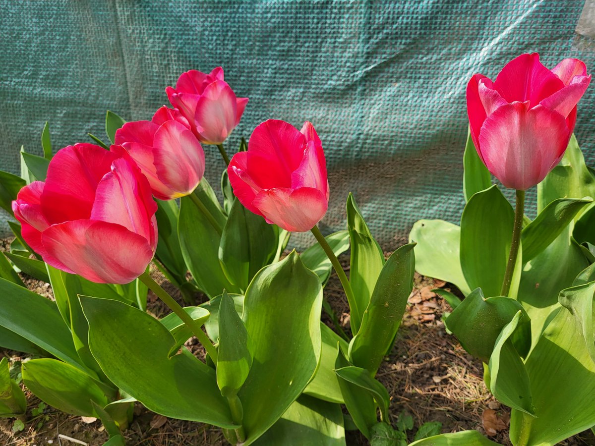 SKN 🇲🇦 tweet media