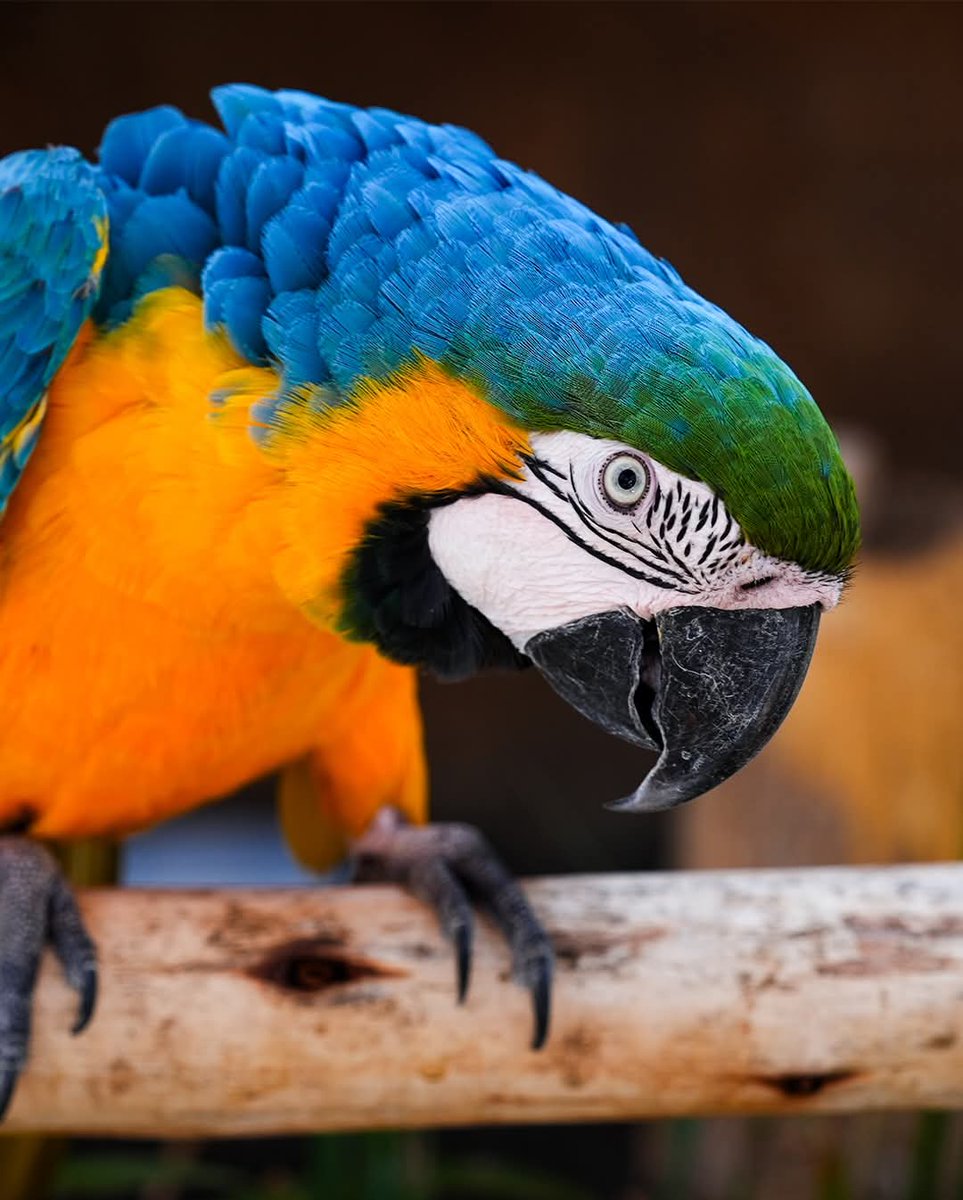 Guacacoinoficia's tweet photo. QUE ES #GUACACOIN GuacaCoin: ecosistema #Web3 en #Solana que une #Play-#to-#Earn, economía deflacionaria, pagos reales y conservación de guacamayas. No es un token, es una economía viva. 🦜🔥 https://t.co/UE9dHUi924