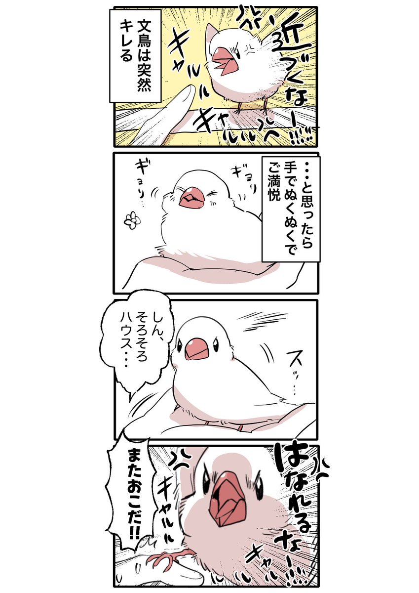 lulu_218's tweet photo. 近づいてもキレる、離れてもキレる文鳥 https://t.co/a1qHm9odUn