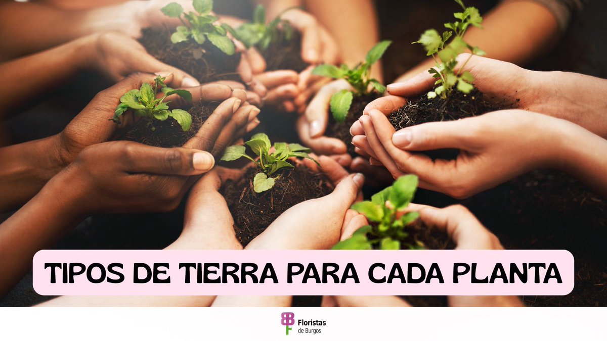 Fiesta de las Flores tweet media