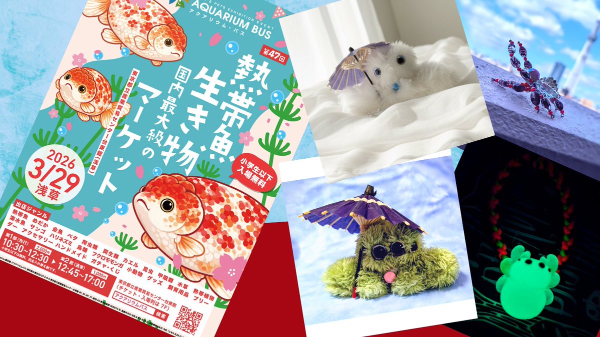 spider4kids's tweet photo. 第47回 アクアリウムバス
生き物の国内最大級のマーケット

2026/3/29(日)
浅草
東京都立産業貿易センター台東館
4F / 5F /6F

出店します。
蜘蛛モチーフのアクセサリー＆雑貨
『SPIDER KIDS』

#アクアリウムバス
#アクバス https://t.co/zmZnSAvgjE