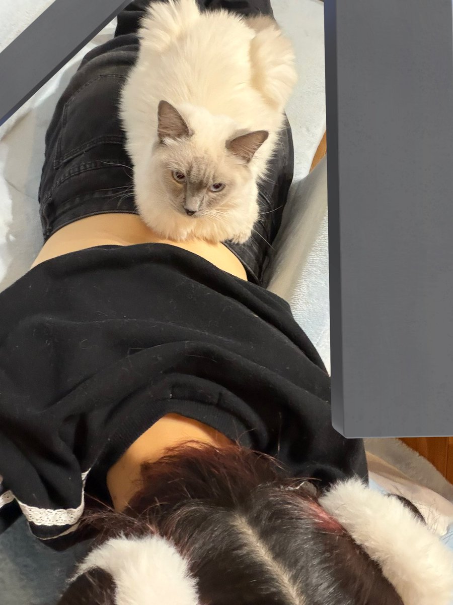 ご乱心ちゃん tweet media