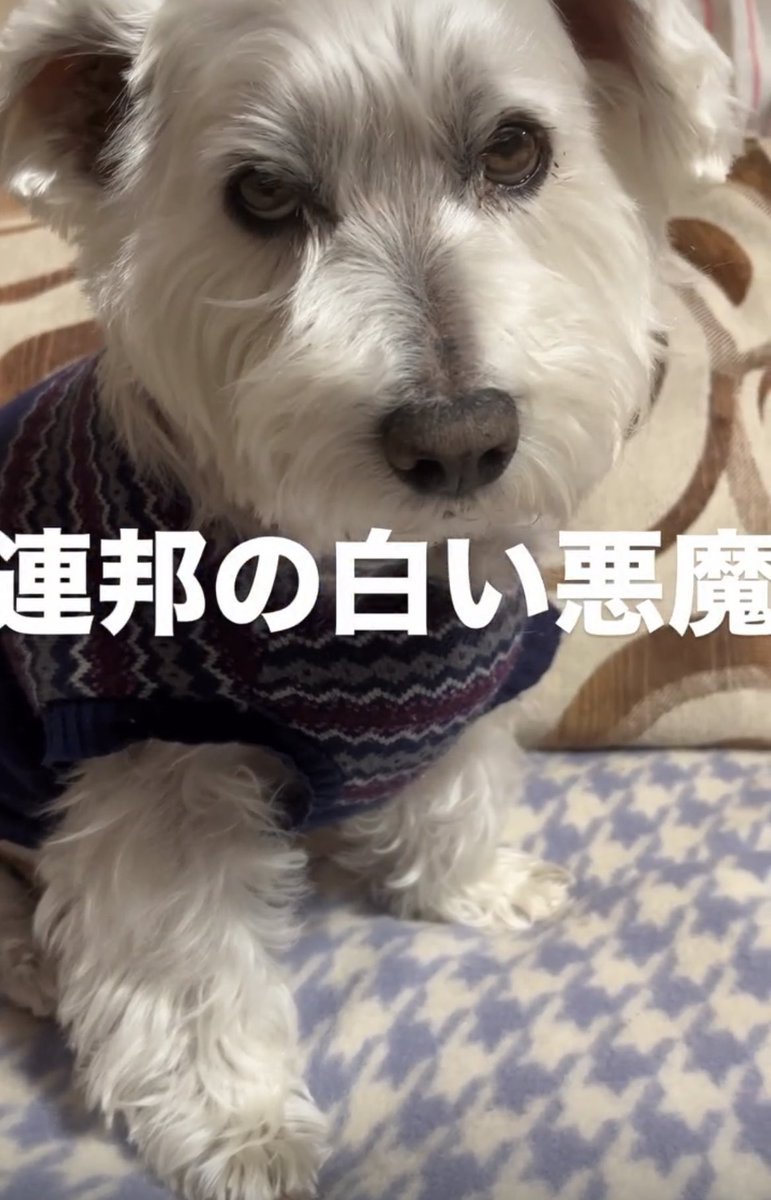 ムラカミオン tweet media