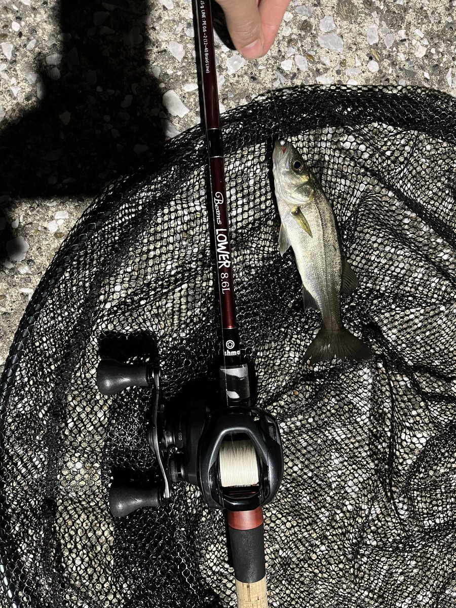 svpVbTh2P04yDMn's tweet photo. チーバス君たちか！
アジがいると思って狙ったらこの子達
#86L ＃fishman ＃lower 
＃シーバス ＃チーバス　#でも連れてくれたら楽しい https://t.co/VyaWS2qhFL