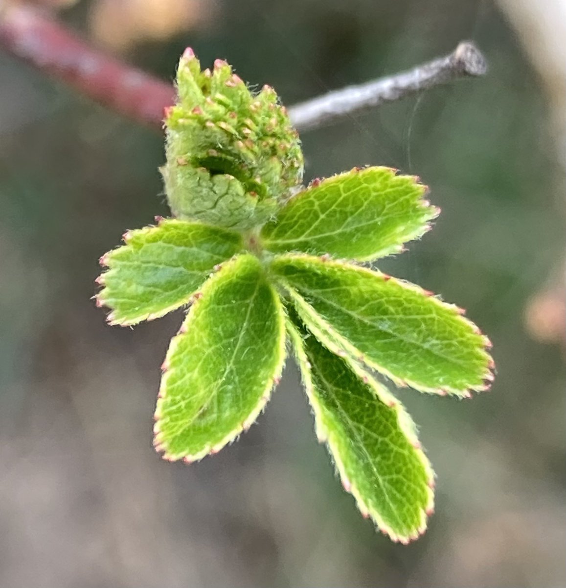 The English Oak Project tweet media