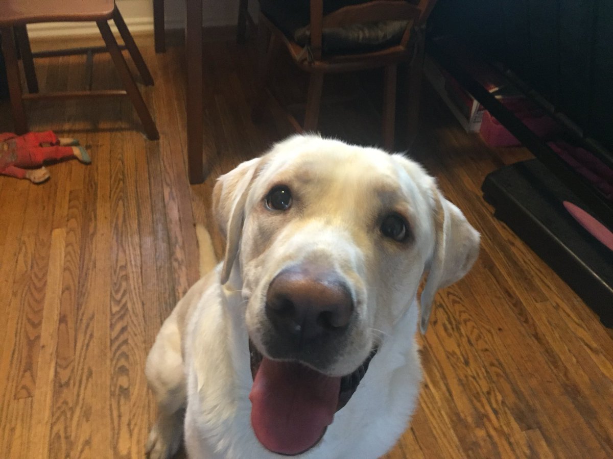 Ed the Yellow Labrador 🇨🇦🍁 tweet media