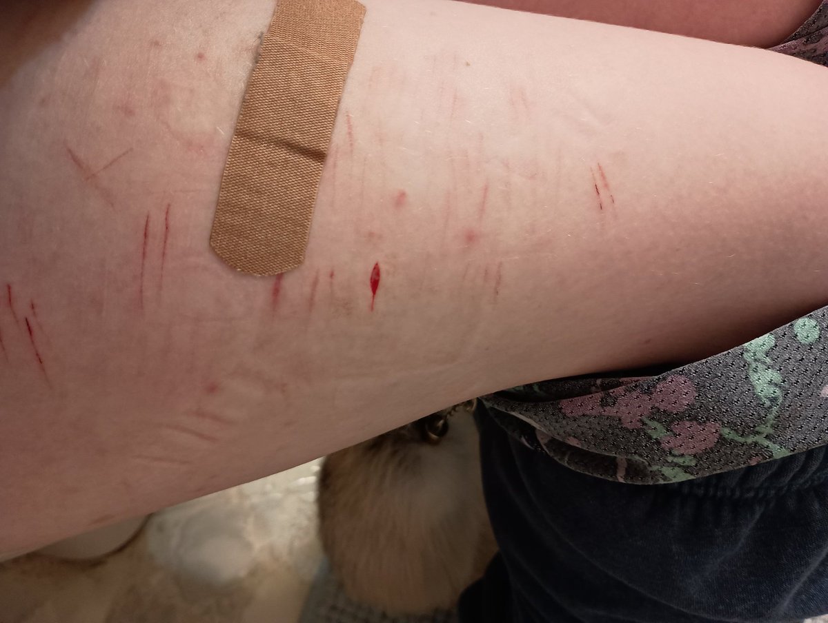 Cat the luxray shedtwt (he/it) tweet media