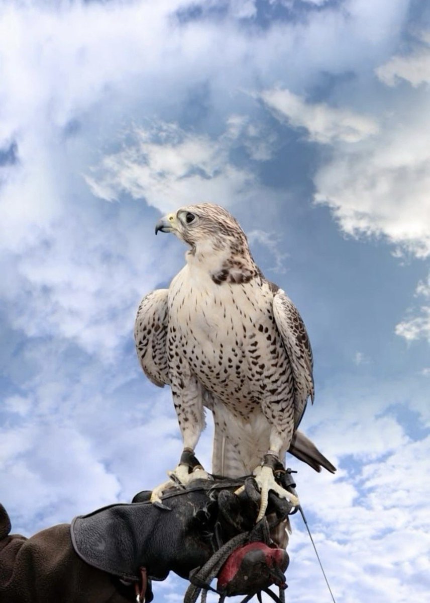 قروب اشعار tweet media