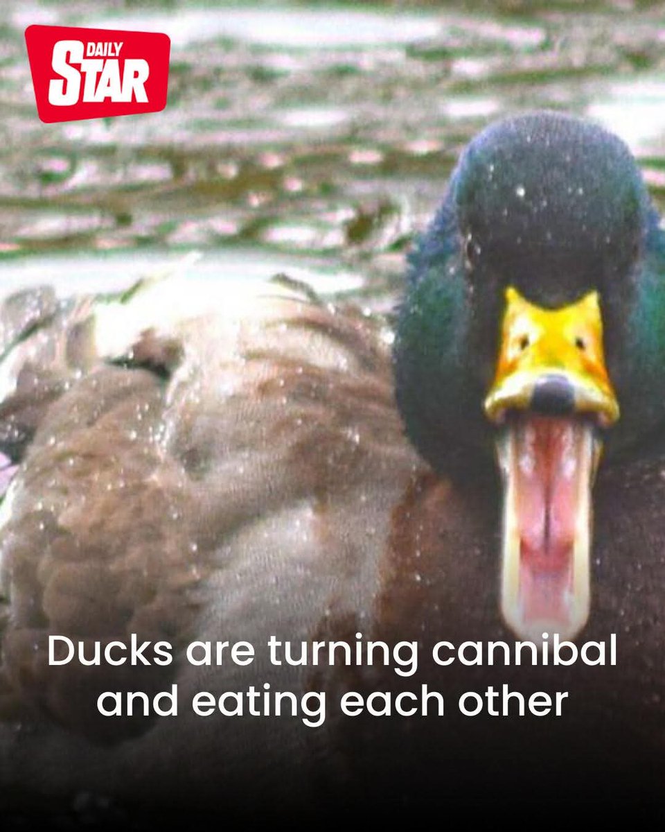 stargazeruk7 tweet media