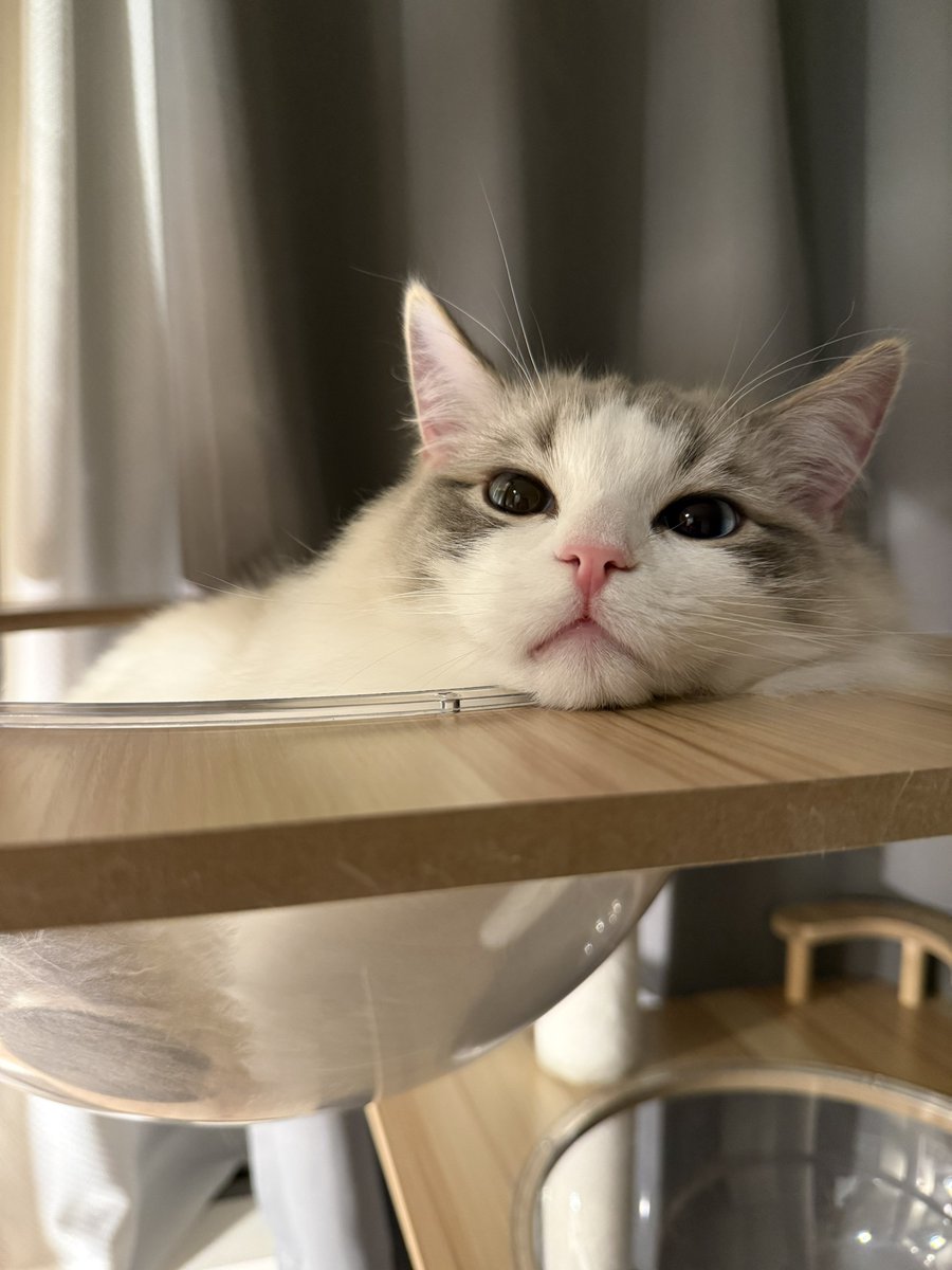 ティアラ👑ぽわぽわラグドール tweet media