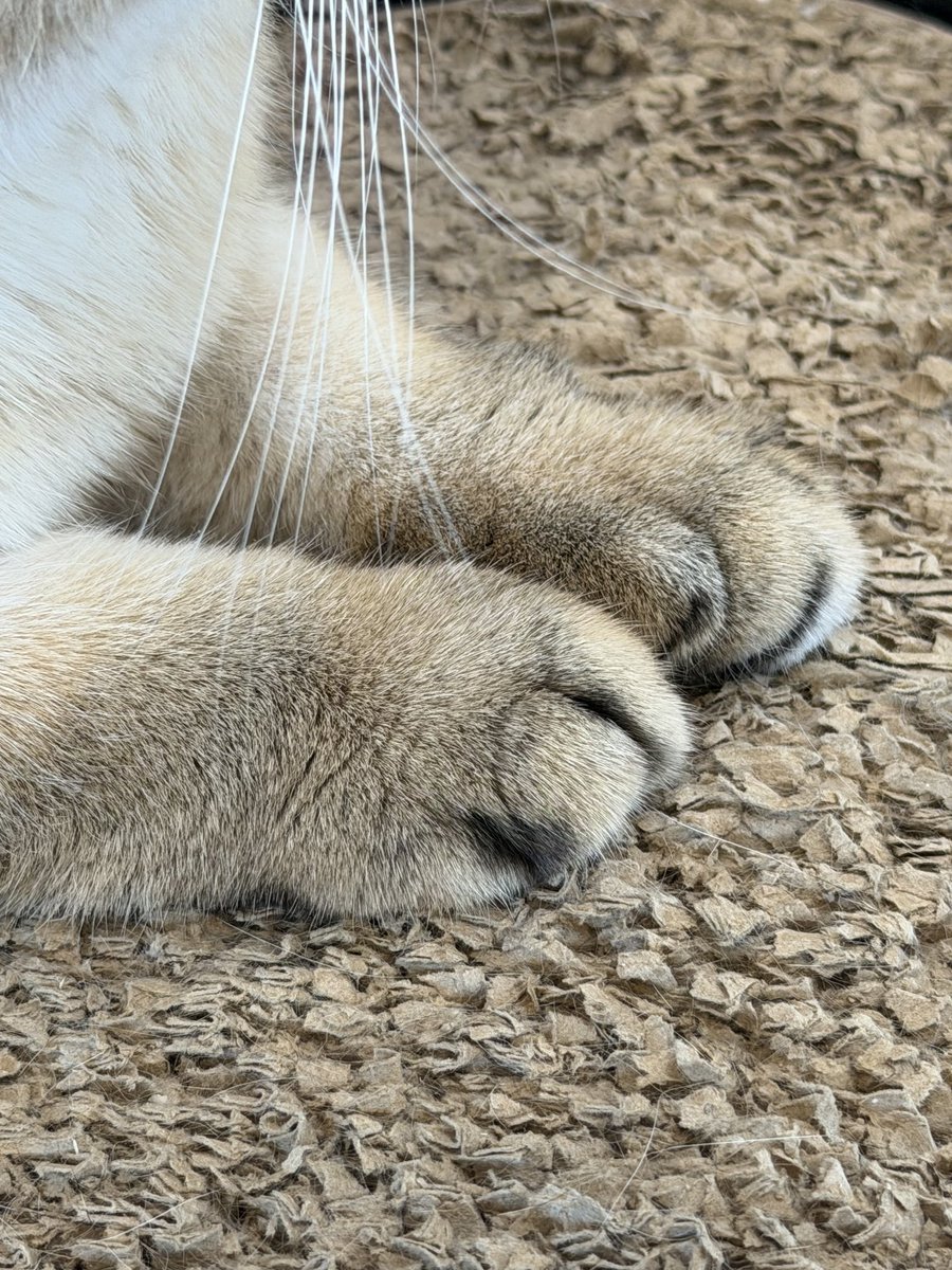 LISA BUBBLE tweet media