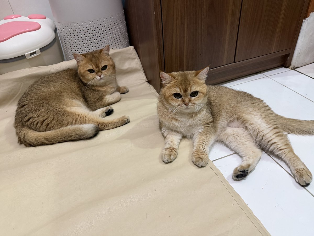 Nastar & Kara tweet media