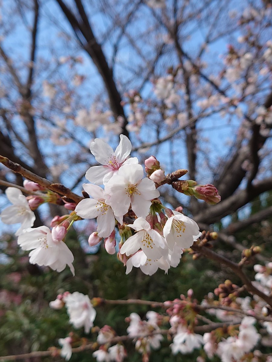 fujima ami（藤間明海） tweet media