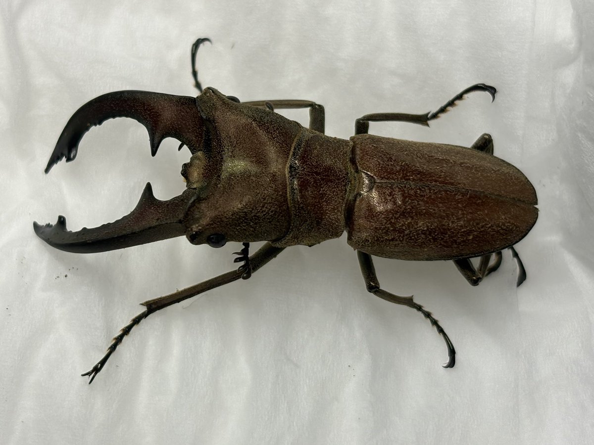 泰【たい】 tweet media