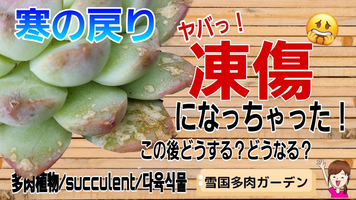 miki_ColorCra's tweet photo. YouTube更新しました(^-^)/
https://t.co/sgqBI9fnkn
先日の寒の戻りの影響
結構やられました😅
#雪国多肉ガーデン
#ColorCra https://t.co/sEUMmg1qP4