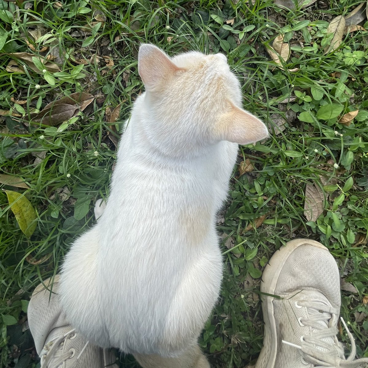 frances, tweet media