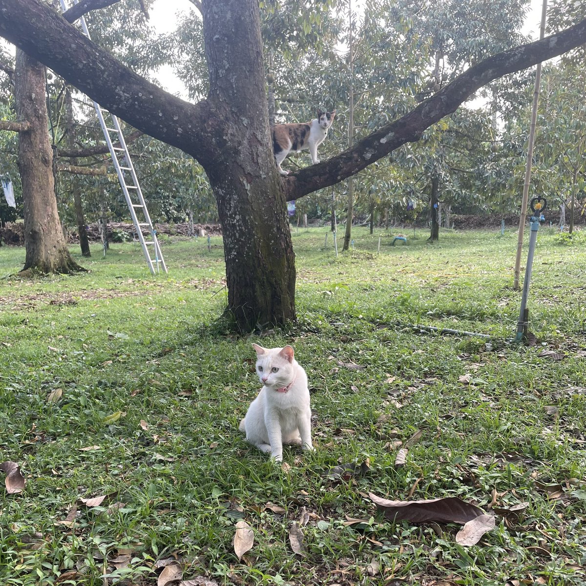 frances, tweet media