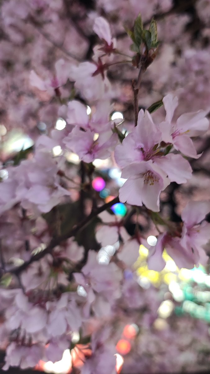 瀬古ふうり/無茶Ρ tweet media