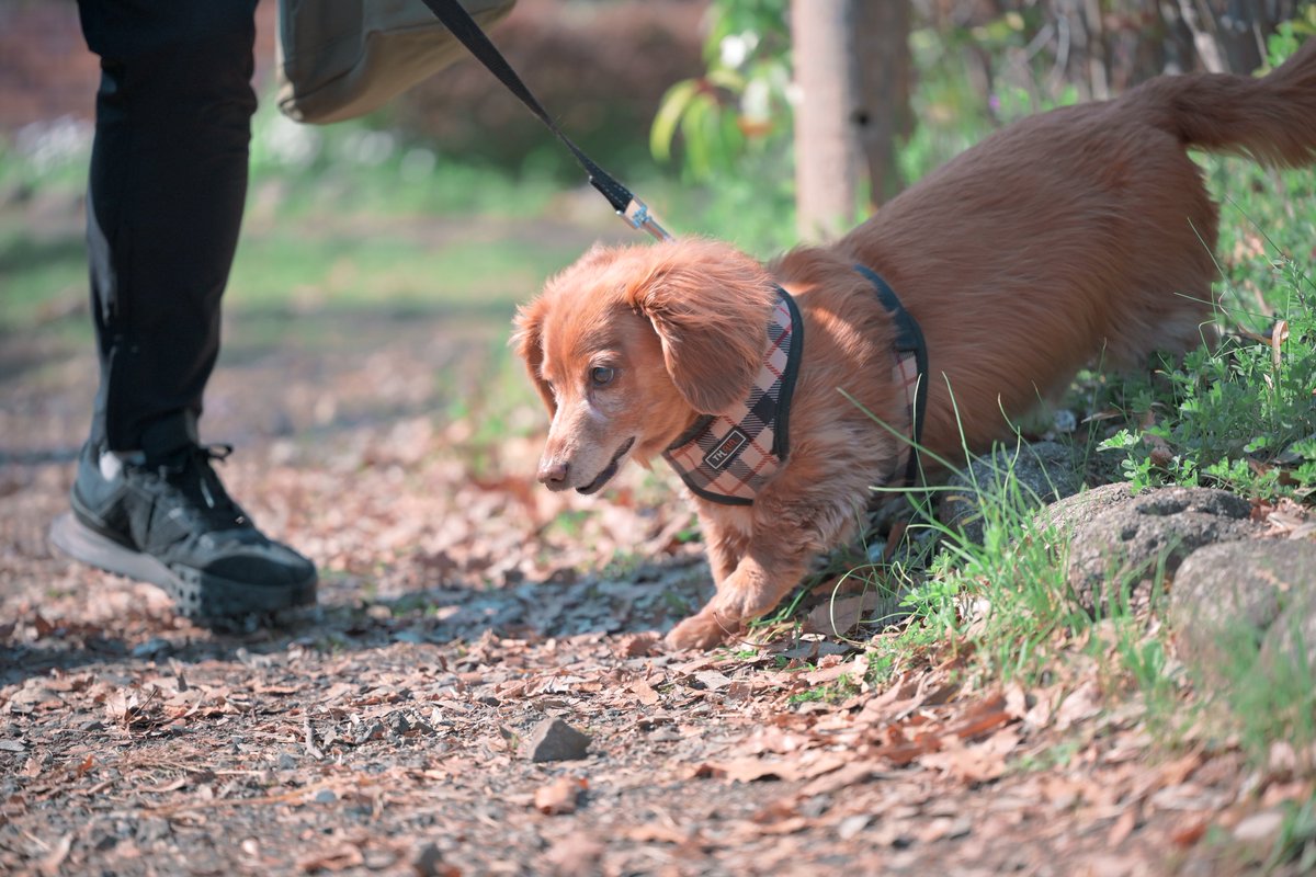 #NationalPuppyDay
アメリカで生まれたパピーです🐾
癌も乗り越えた元気な13歳！