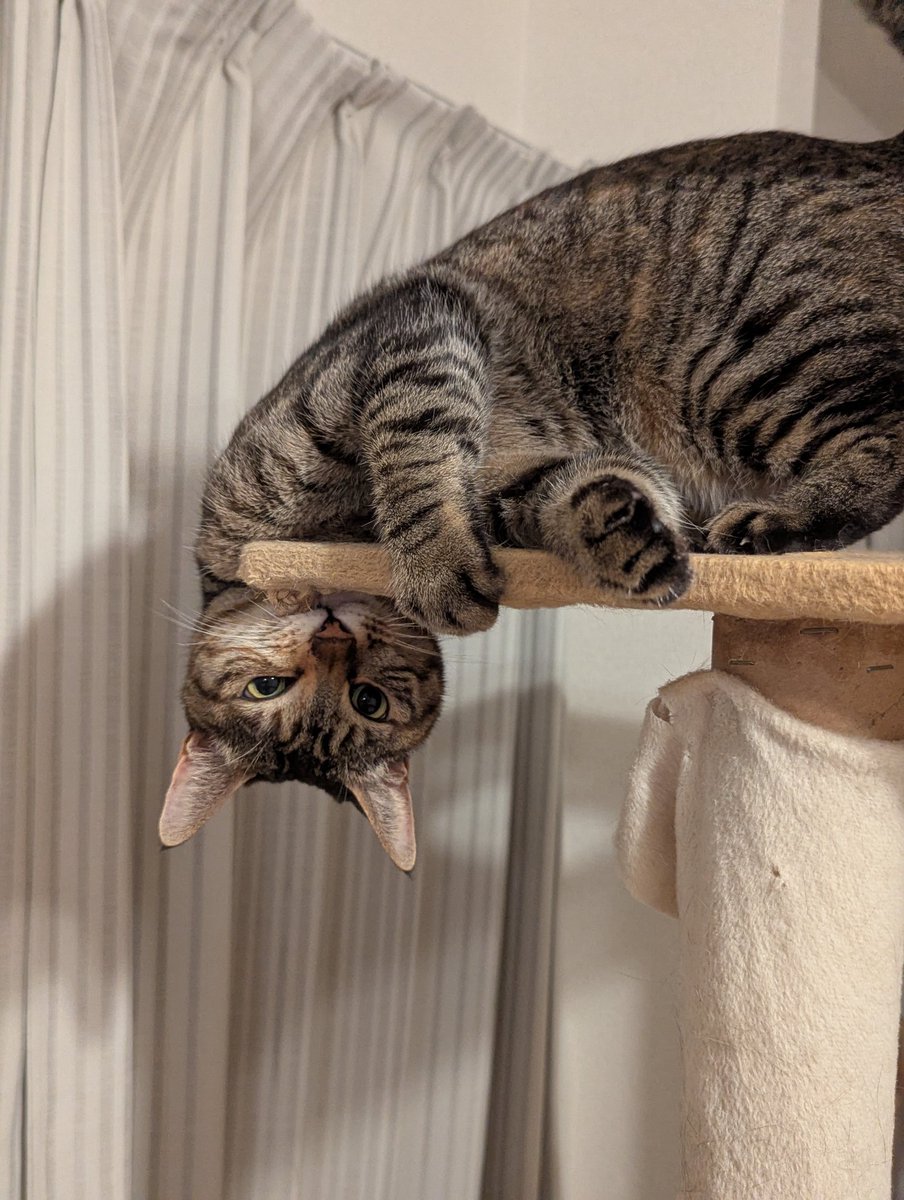 にゃんこ先生 tweet media