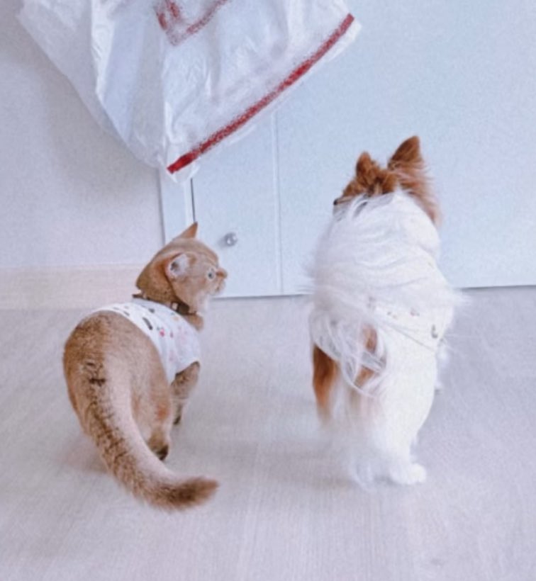 พีพี ◡̈ tweet media