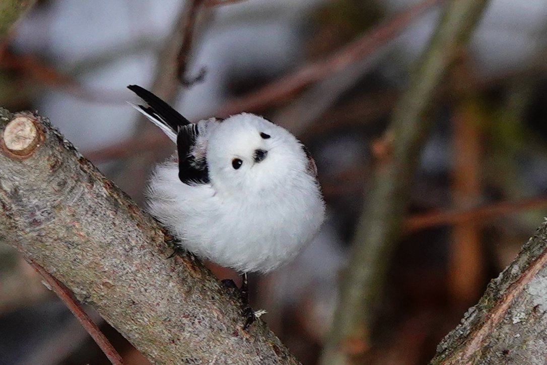 まるこ tweet media