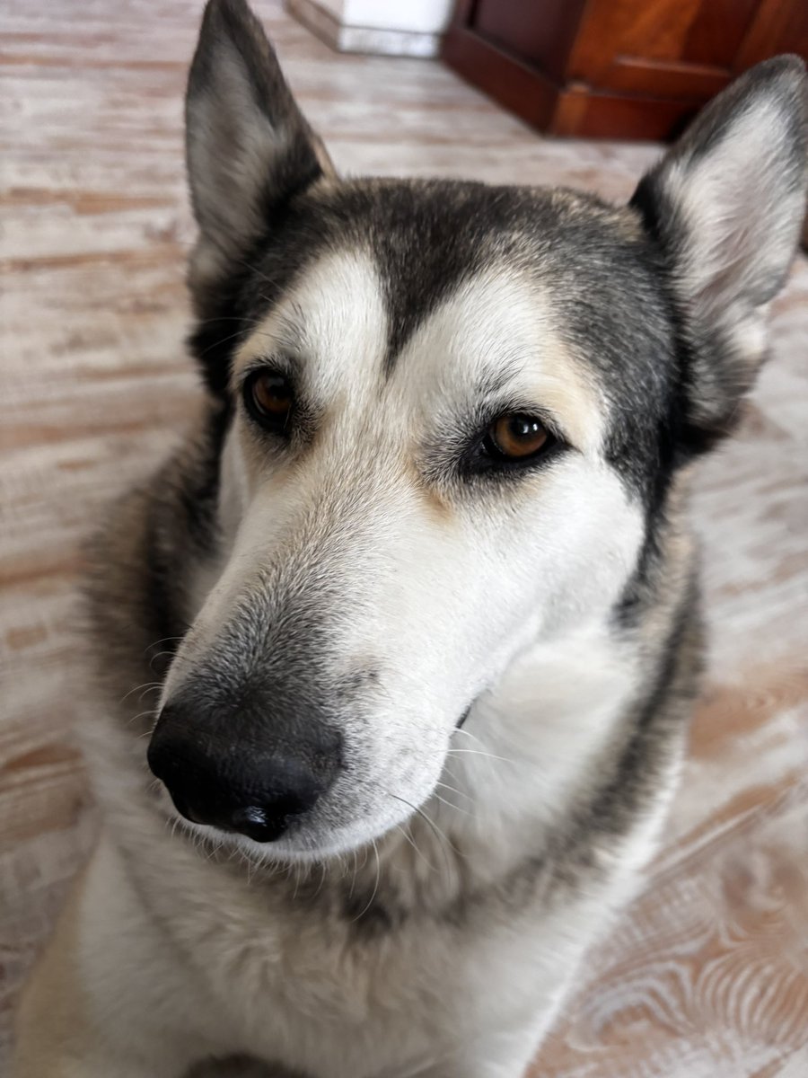 Hele dokousej ten oběd, kafe počká, prace taky a jdeme ven!! Je tam krásně a určitě tam už mam spoustu vzkazu!!
A taky si potřebuju umyt kožíšek