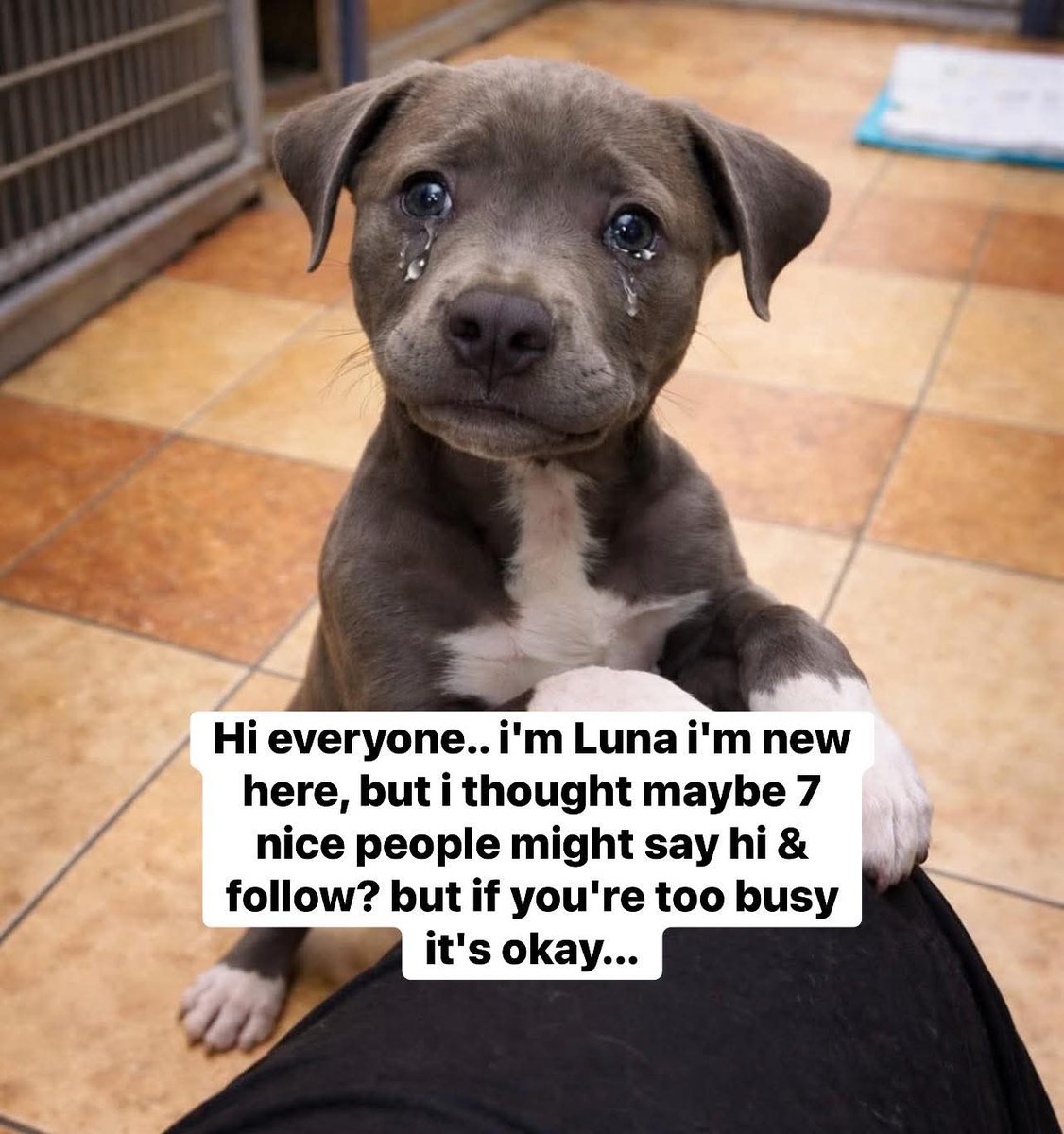 Help Street Dogs tweet media