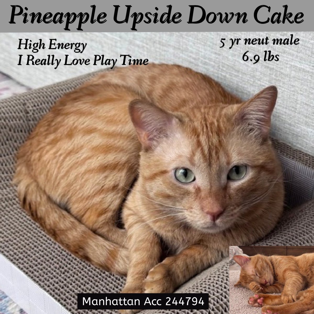 Ally Catmom tweet media