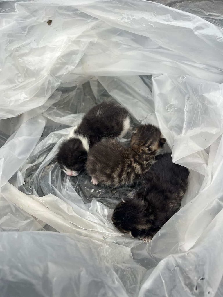 animallover tweet media