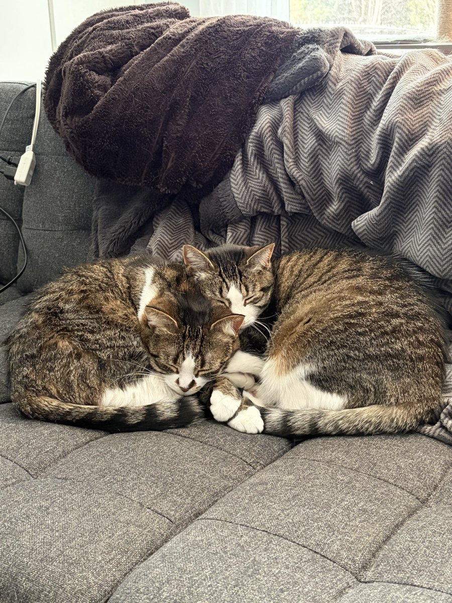 Dr. Christine Guptill (she/her) tweet media