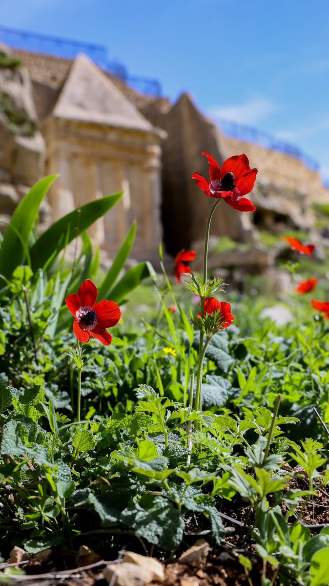 Israel ישראל tweet media