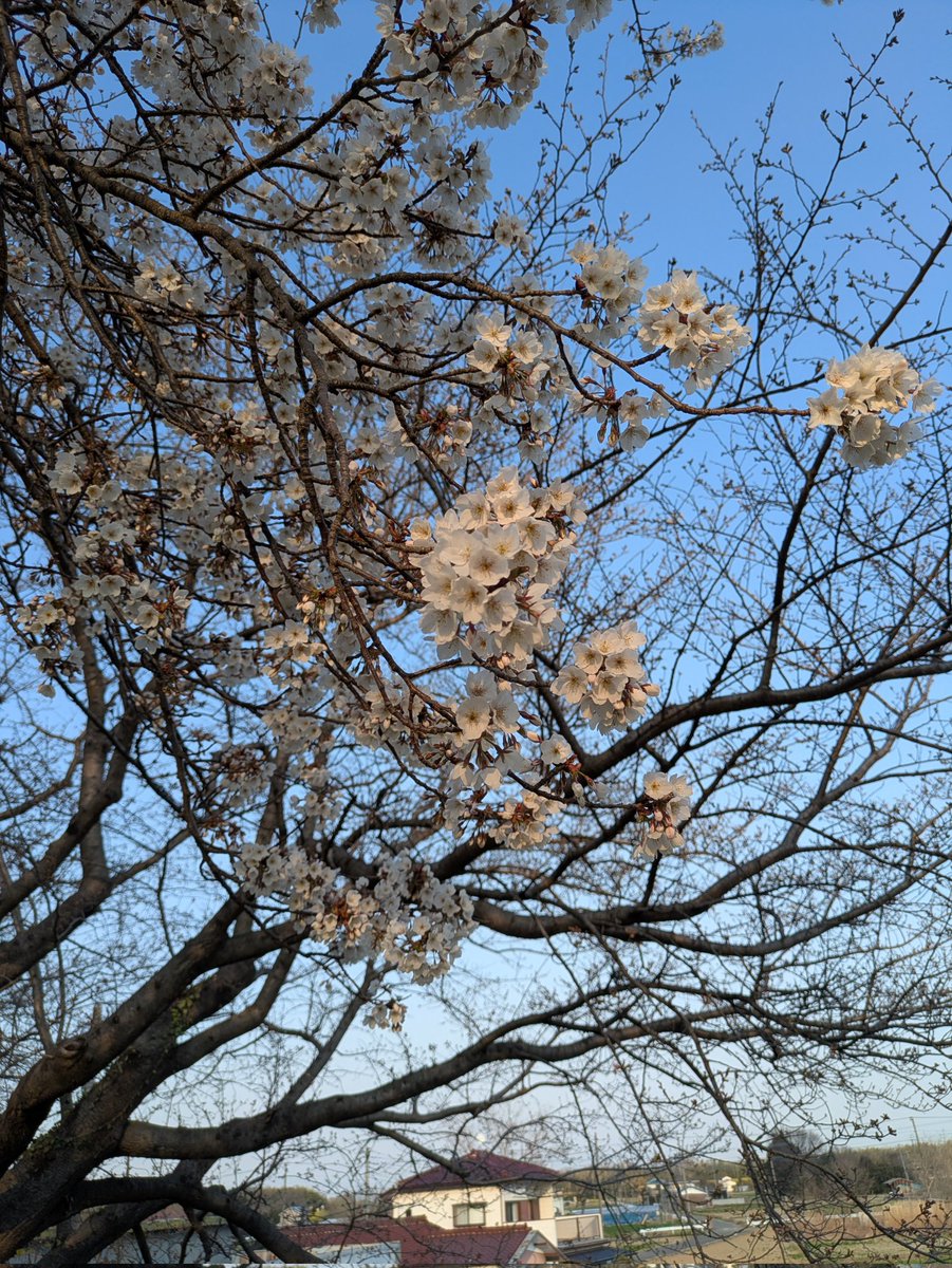 たまやん tweet media