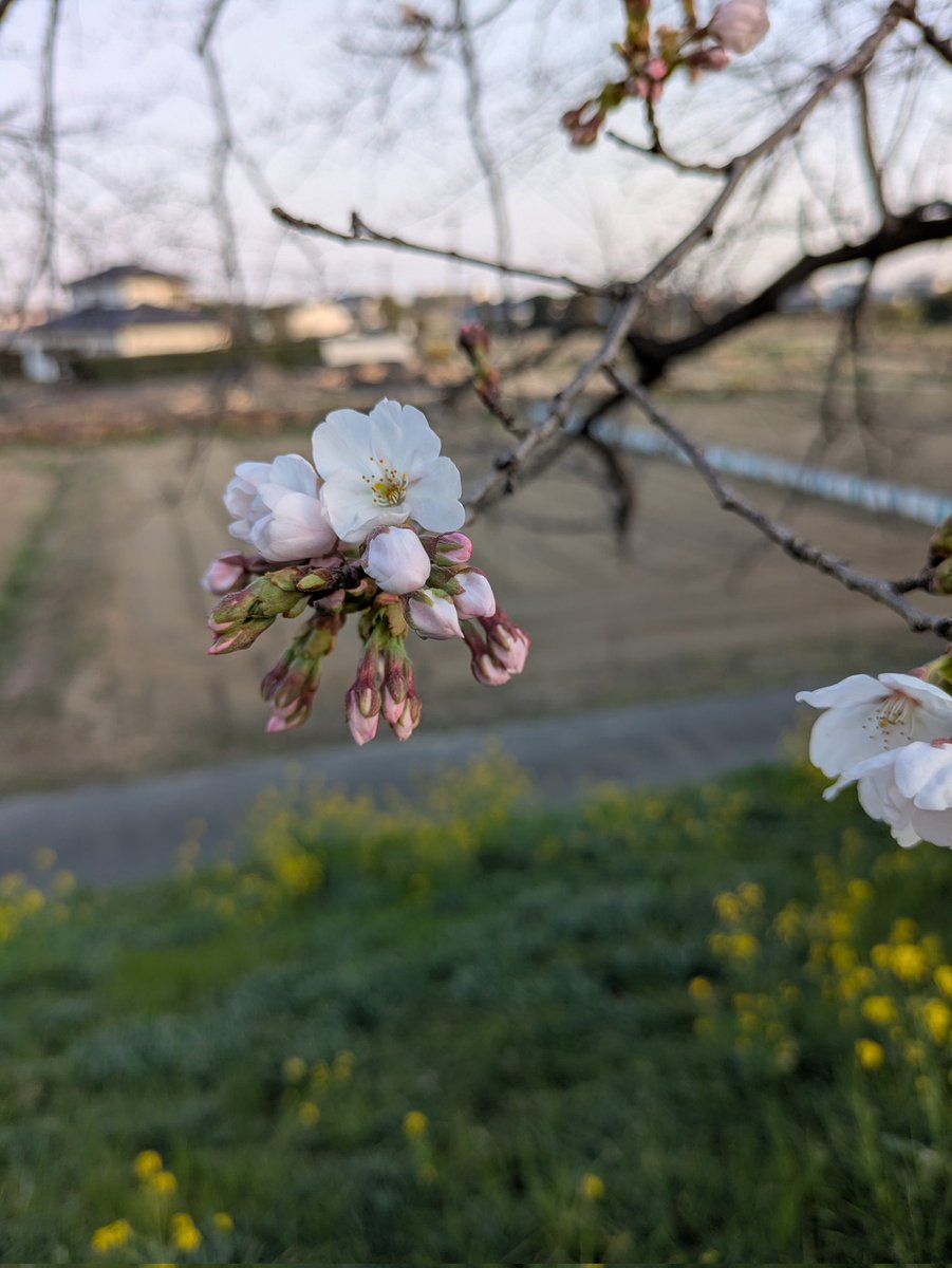 たまやん tweet media