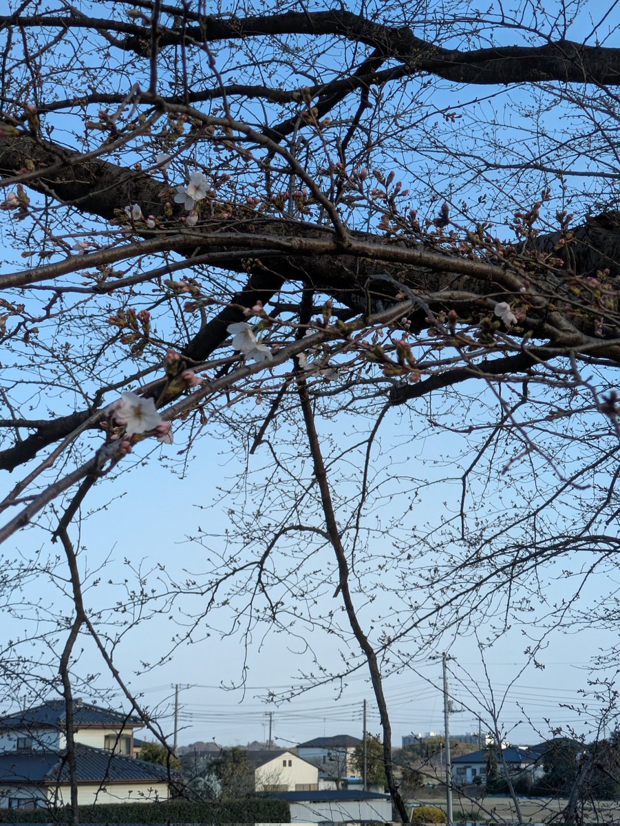 たまやん tweet media