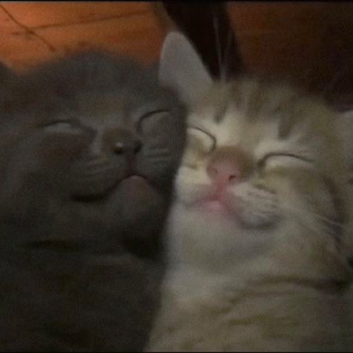 juji ୨୧ tweet media