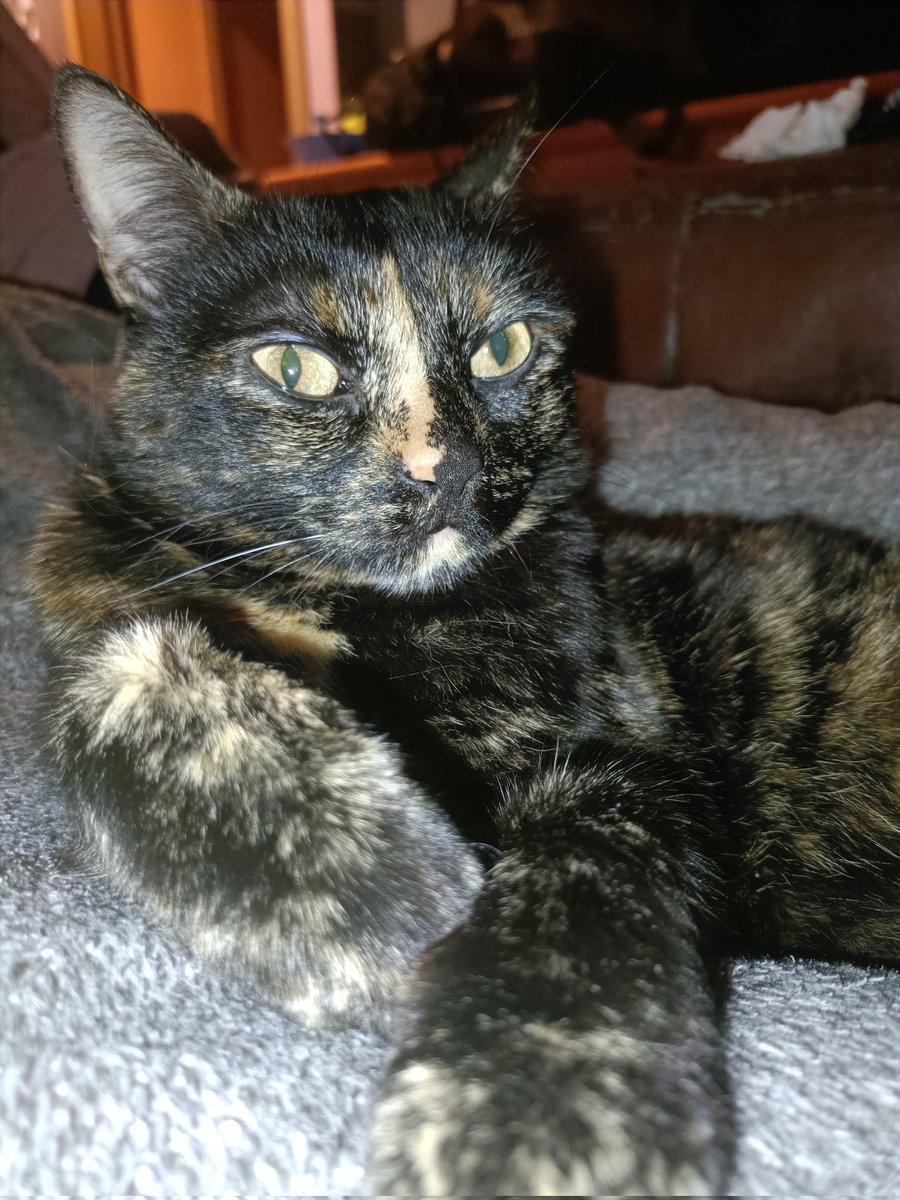 Eva Tarjuelo ( Probando lo mejor) tweet media